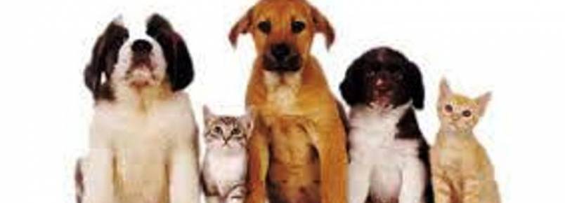 ONG realiza na UFMG feira de adoção de gatos órfãos e de cães resgatados das ruas
